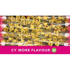 Cymbidium Vera