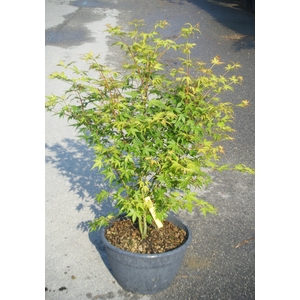 Acer palmatum