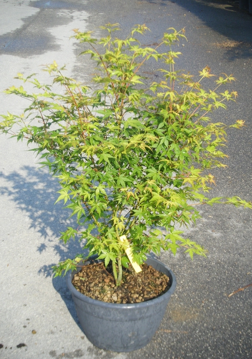 <h4>Acer palmatum</h4>