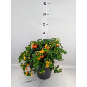 Lantana camara 'Simon Orange'