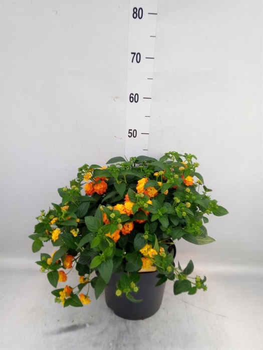 <h4>Lantana camara 'Simon Orange'</h4>