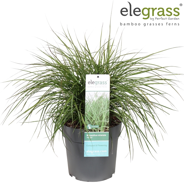 <h4>Miscanthus sinensis 'Adagio' P23</h4>