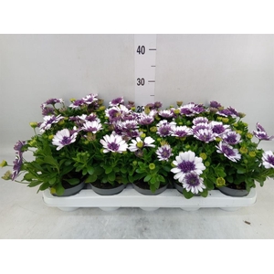 Osteospermum   ...