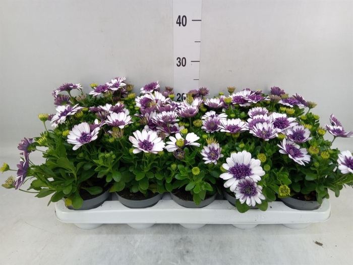 <h4>Osteospermum   ...</h4>