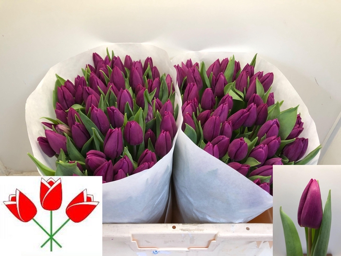 <h4>TU EN PURPLE PRINCE</h4>