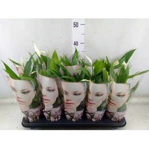 Spathiphyllum  'Alana'
