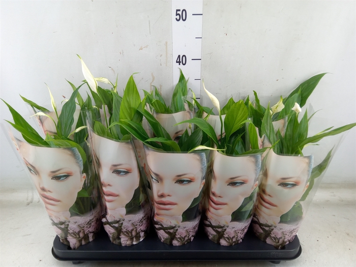 <h4>Spathiphyllum  'Alana'</h4>