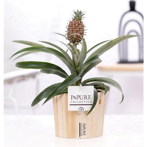 <h4>Ananas Rosita in P&PURE Wood 5</h4>