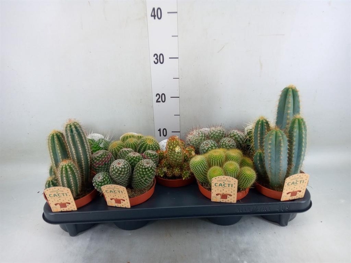 <h4>Cactus   ...mix</h4>