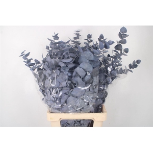 Stabi Stuartiana Milka Per Bunch