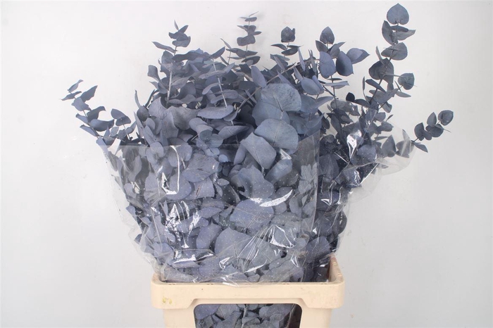 <h4>Stabi Stuartiana Milka Per Bunch</h4>