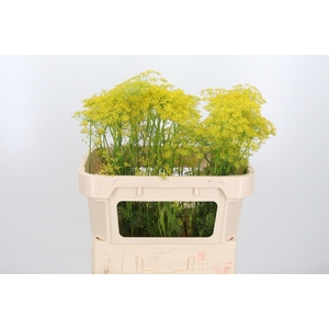 Anethum Graveolens