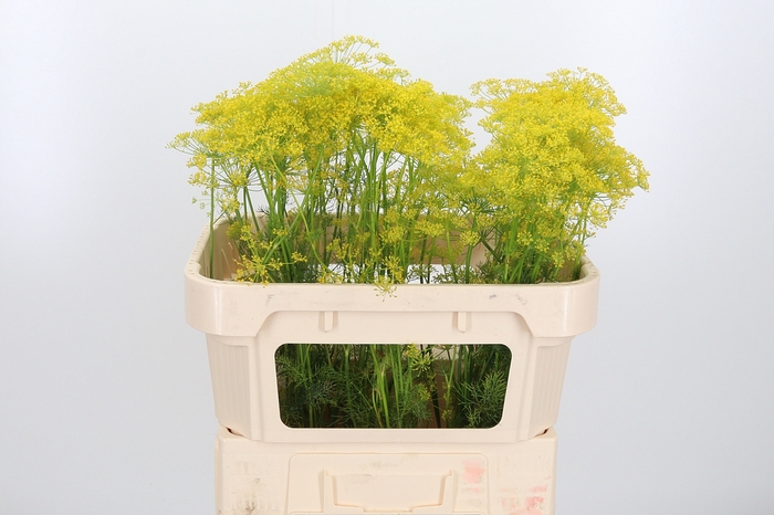 <h4>Anethum Graveolens</h4>