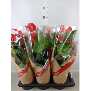 Anthurium andr. 'Red Bull'