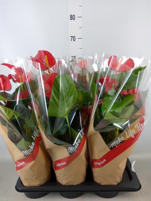 <h4>Anthurium andr. 'Red Bull'</h4>