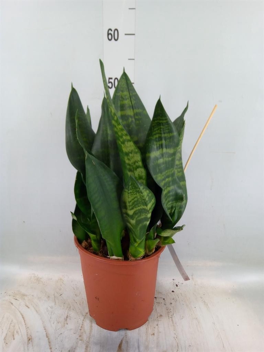 <h4>Sansevieria trifa. 'Black Coral'</h4>