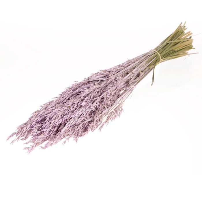 <h4>Haver (avena) SB lilac misty</h4>