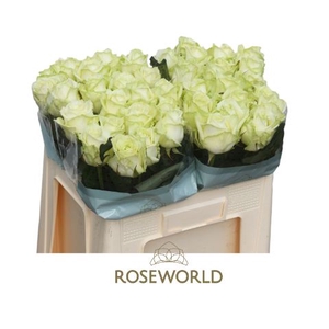 Rozen White Naomi 70cm