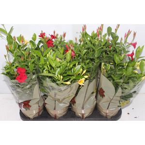 DIPLADENIA PICOLI P14 VARIADO