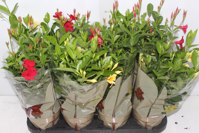 <h4>DIPLADENIA PICOLI P14 VARIADO</h4>