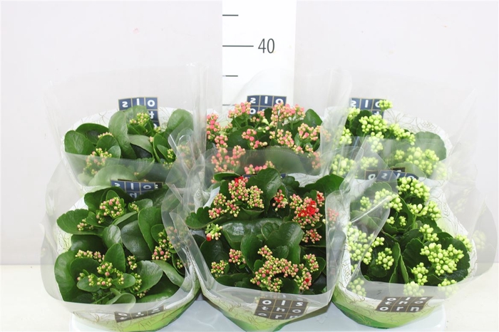 <h4>Kalanchoe Calandiva Mix</h4>