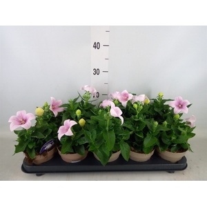 Platycodon grand. 'Astra Pink'