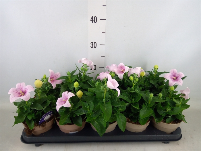 <h4>Platycodon grand. 'Astra Pink'</h4>
