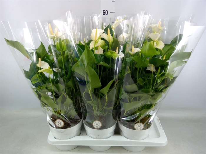 <h4>Anthurium andr. 'White Champion'</h4>