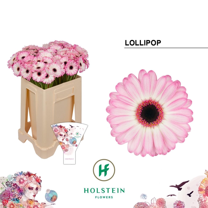 <h4>Germini Lollipop Water/Hoes x80</h4>