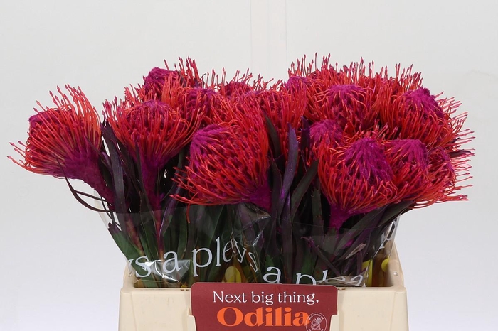 <h4>Nutans Painted Cerise</h4>