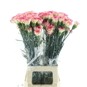 Di St Col Spritz Bicolor Pink