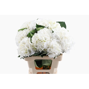 Hydr Schneeball 50 cm Vicini