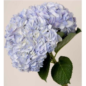 HYDR PREMIUM LILAC NATURAL