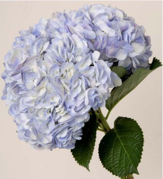 <h4>HYDR PREMIUM LILAC NATURAL</h4>