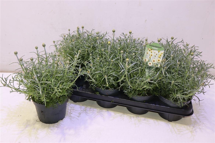 <h4>Rhodan H Zagora Yell</h4>