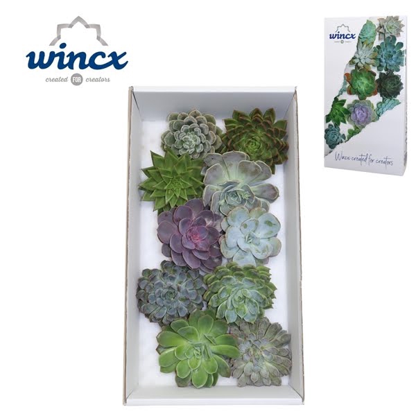 <h4>Echeveria Mix (wincx) Cutfl (10spc.)</h4>