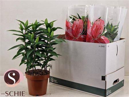 <h4>Lil Or Magny Cours</h4>