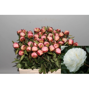 PAEO L GARDENIA