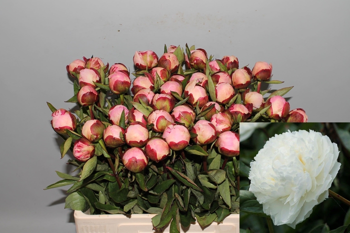 <h4>PAEO L GARDENIA</h4>