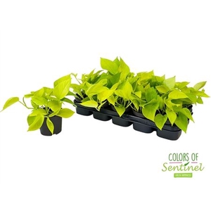 Epipremnum Golden Pothos