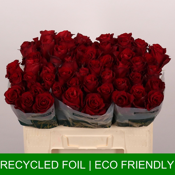 <h4>R GR EXPLORER</h4>