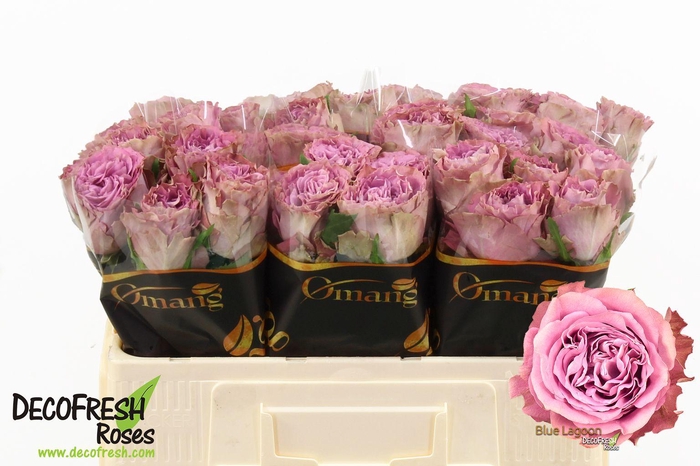 <h4>R Gr Blue Lagoon</h4>