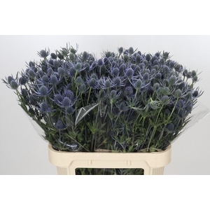 Eryngium Blue Dynamite
