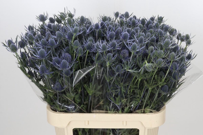 <h4>Eryngium Blue Dynamite</h4>