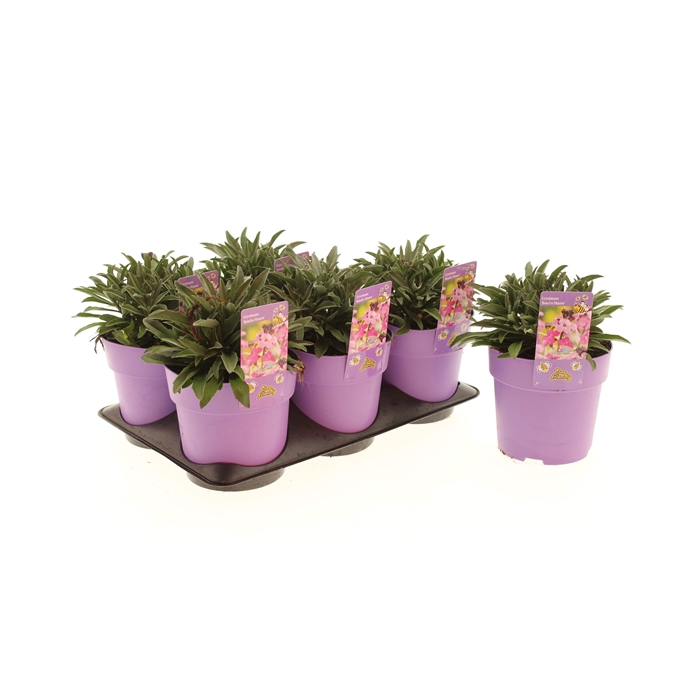 <h4>Erysimum Bowles Mauve</h4>