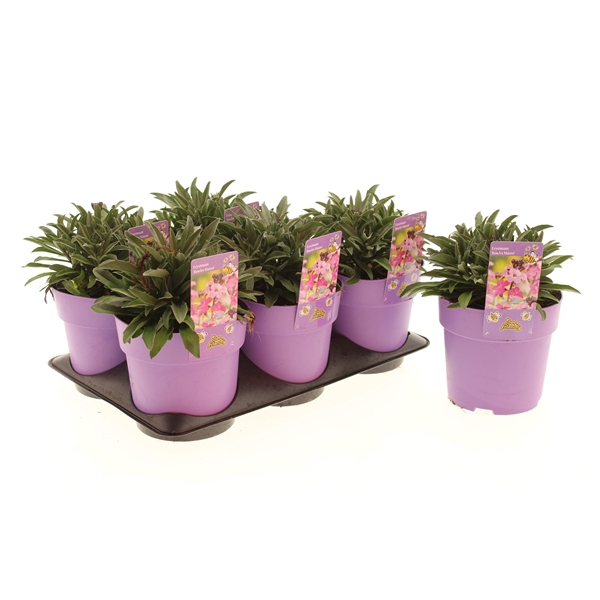 Erysimum Bowles Mauve