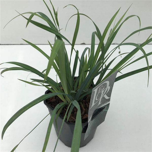 <h4>Carex 'Bunny Blue'</h4>