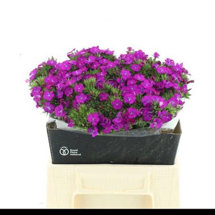 <h4>Di Barb Amazon Purple Super</h4>