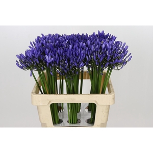 Agapanthus Uri