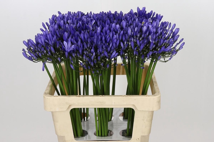 <h4>Agapanthus Uri</h4>
